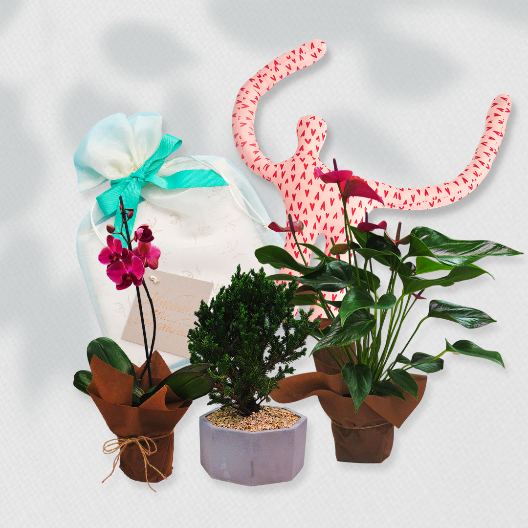 Bono de Pésame en bolsa de tela de organza, planta y Abrazador